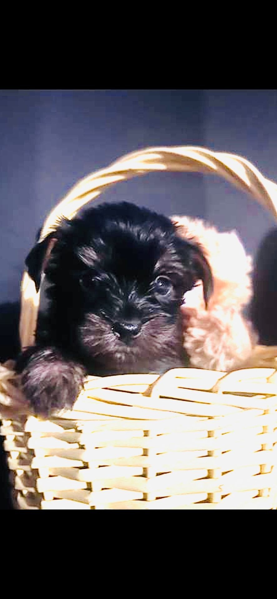 YORKIE PUPS