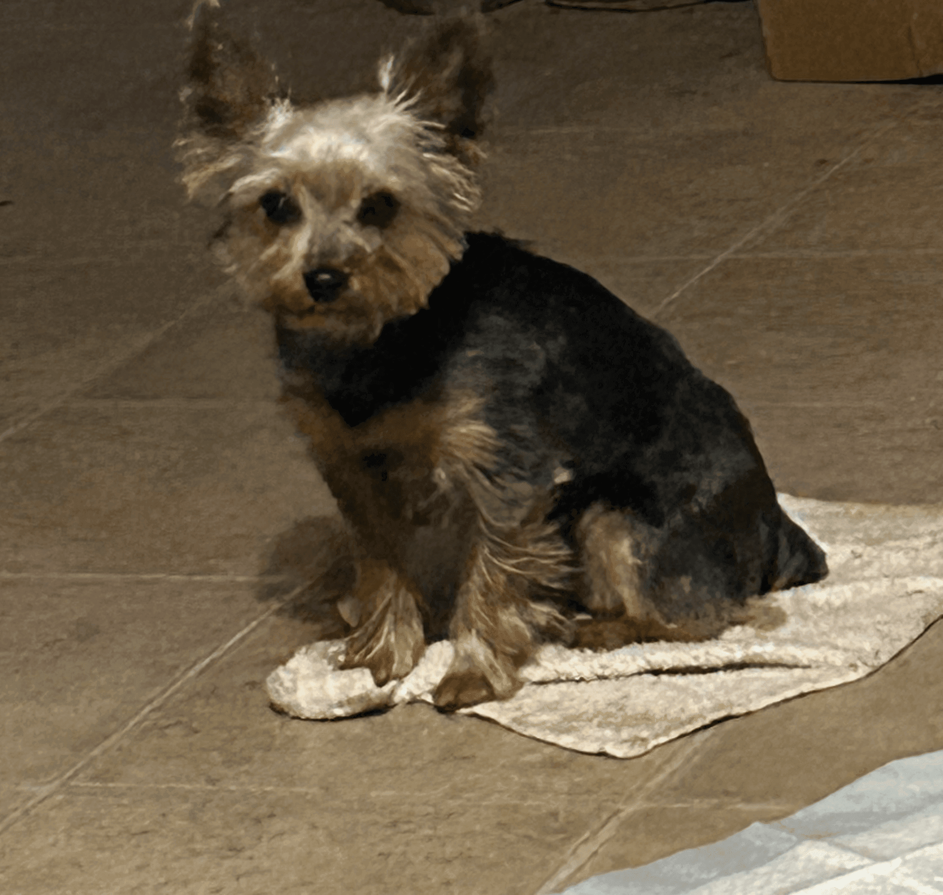 YORKIE PUPS