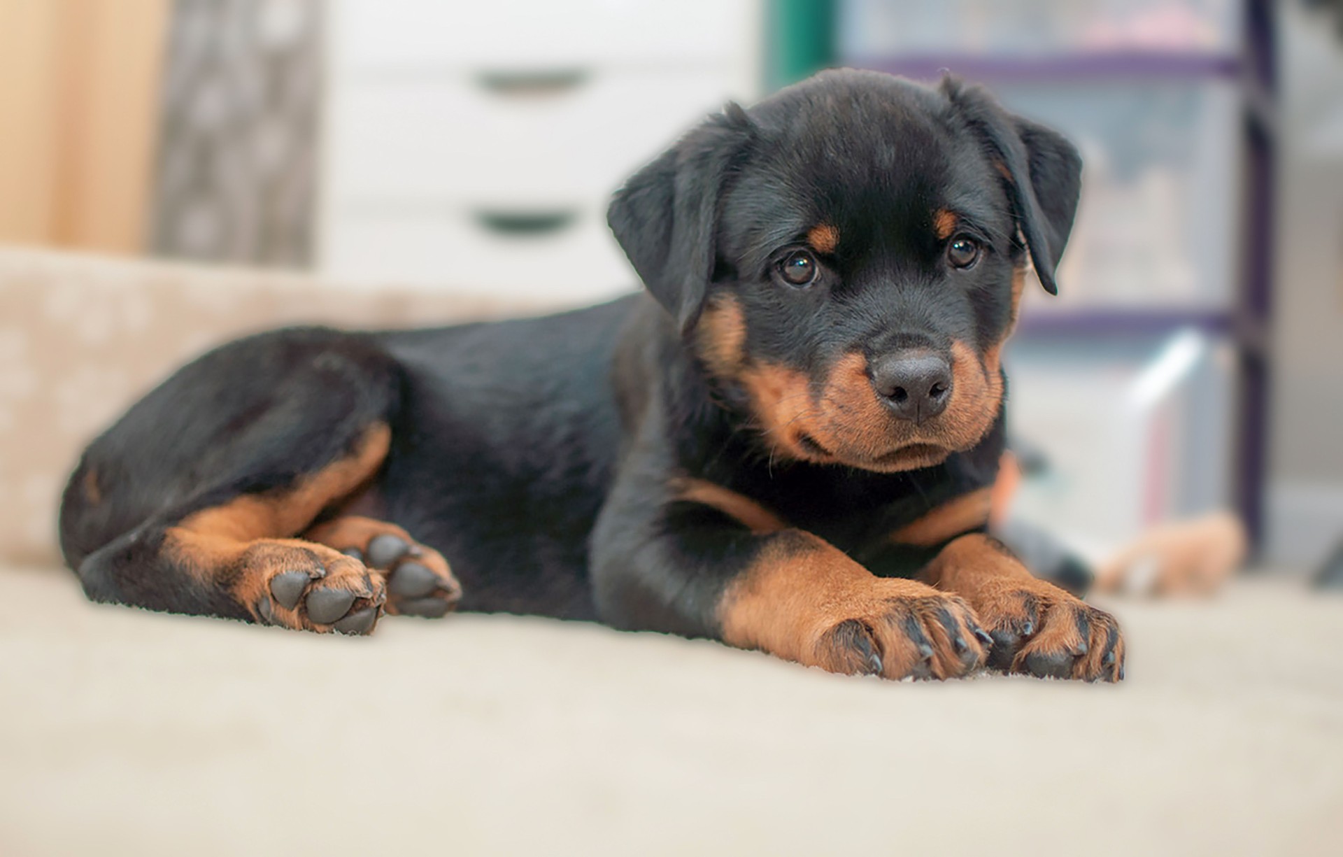 Adorable Rottweiler puppy looking at the camera while resting on the sofa