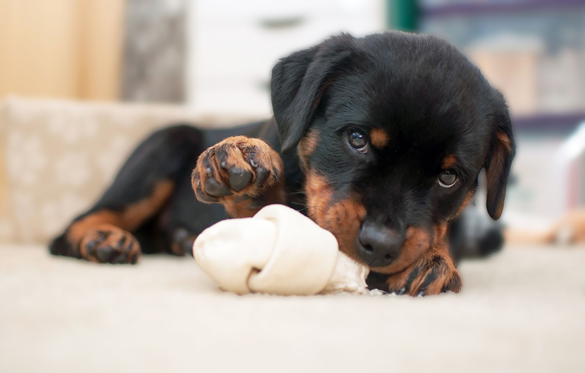 Rottweiler Puppy 1